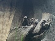 Naughty Outdoor Pee While Sitting on a Log 16/16