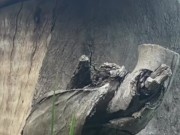 Naughty Outdoor Pee While Sitting on a Log 2/16