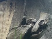 Naughty Outdoor Pee While Sitting on a Log 3/16