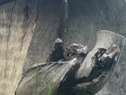 Naughty Outdoor Pee While Sitting on a Log 5/16