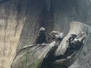 Naughty Outdoor Pee While Sitting on a Log 7/16