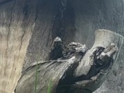 Naughty Outdoor Pee While Sitting on a Log 8/16