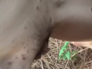 I Pee Standing Like a Naughty Dog in Heat 9/16