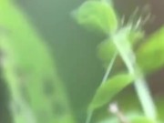 I Squat and Let It Flow All Over the Farm 11/16