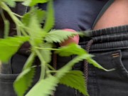 nettles on the penis - Screenshot 6 of 16 - HD