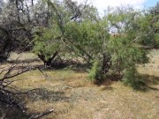 Shy  Aboriginal 2/16