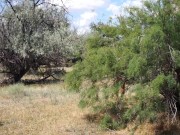 Shy  Aboriginal 4/16