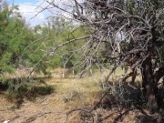 Shy  Aboriginal 6/16