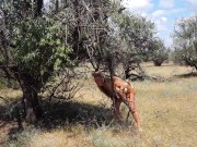 Shy  Aboriginal 7/16