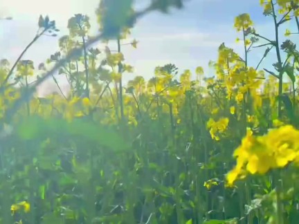 Wild Outdoor Blowjob in a Flower Field + Huge Cumshot on My Big Tits - BabyBeer