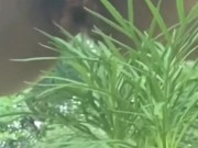 Golden Shower for My Garden -  Naughty Girl Pissing Outdoors 4/16