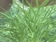 Golden Shower for My Garden -  Naughty Girl Pissing Outdoors 5/16