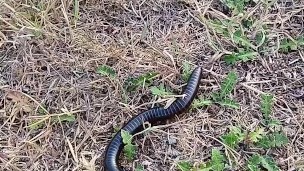 I was very scared, but I did it. Extremely dangerous masturbation during Africans safari