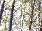 Soaked and needy, skirt off and fingers in, deep in the woods 16/16