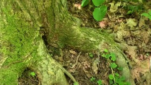Was so horny had to go off the hiking trail. Huge cumshot on tree