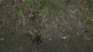 Soft white cock pissing peeing outside 🍆💦 drink my piss