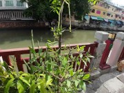 I found a Monitor Lizard in Bangkok! Thailand 10/16