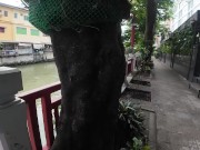 I found a Monitor Lizard in Bangkok! Thailand 11/16