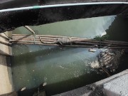 I found a Monitor Lizard in Bangkok! Thailand 3/16