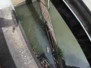 I found a Monitor Lizard in Bangkok! Thailand 4/16