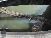 I found a Monitor Lizard in Bangkok! Thailand 5/16