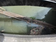 I found a Monitor Lizard in Bangkok! Thailand 6/16