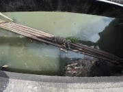 I found a Monitor Lizard in Bangkok! Thailand 7/16