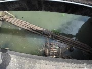 I found a Monitor Lizard in Bangkok! Thailand 9/16