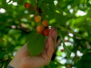 Ripe Cherry - First Day of Summer 2025 2/16