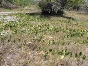 Island Blaze | Sloppy Deepthroat on Jamaica’s Wild Beach with Step-Bro Vibes 4/16