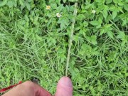 Pissing in the sun 🌞 and cumming in the garden 🥒💦 I'm becuming adickted to pee porn! 2/16