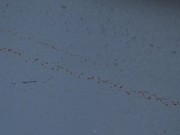 This Muslim woman is SHOCKED !!! Turkish milf caught having sex with a big black cock. 16/16