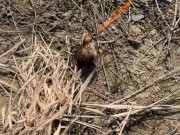 SURVIVAL bushcraft skills: camping lifehacks outdoors forest asmr 13/16