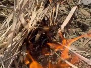 SURVIVAL bushcraft skills: camping lifehacks outdoors forest asmr 16/16