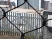 My wife working naked outside 4/16