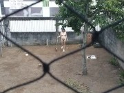 My wife working naked outside 8/16