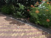 Pattaya Thailand! 6/16