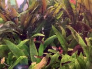 jerk off front of the wildlife 2/16