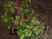 Mi Vecina y su Bugambilia 2/16