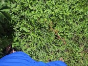 Aaron Skeetman Pissing In The Golden Sun After Tending The Garden 6/16