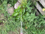 Hairy dick peeing in nature 10/16