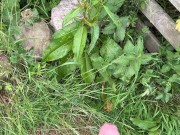 Hairy dick peeing in nature 8/16