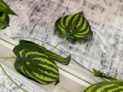 I'm waiting for you on my OF 3/16