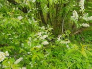 🔥💦WET DREAMS!💦🔥 I CHEAT on my GIRLFRIEND in my thoughts on public glade!☀️🌈 16/16