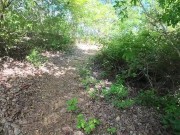 Walking in the Pattaya Jungle! Thailand 13/16