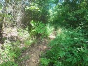 Walking in the Pattaya Jungle! Thailand 15/16