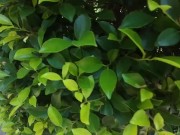 Walking in the Pattaya Jungle! Thailand 2/16